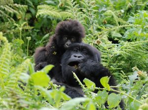 Gorilla Trekking Adventure