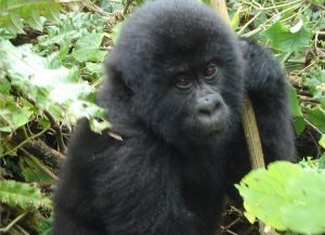 Virunga Gorilla tour