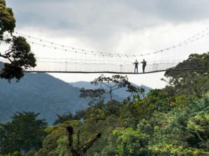 Canopy walk in Nyungwe