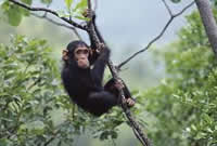 Chimpanzee trekking 