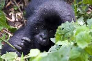 Gorilla Tour Rwanda