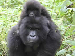 Gorilla Adventure Rwanda