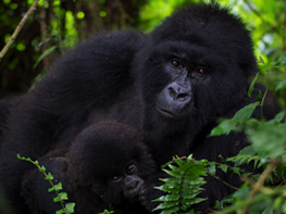Gorilla Tour Congo