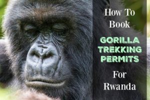 Rwanda Gorilla Permit