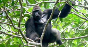 Lowland Gorilla Tours