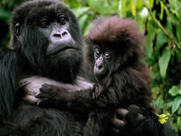 Gorilla Trek Rwanda