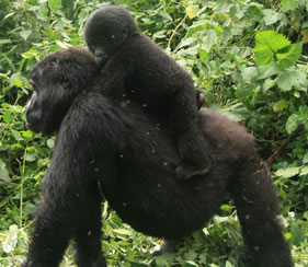Congo Gorilla Trek