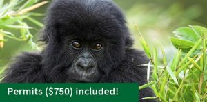 7 Days Rwanda gorilla safari