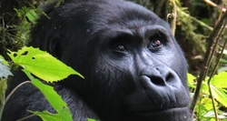 Gorilla Safaris in Rwanda